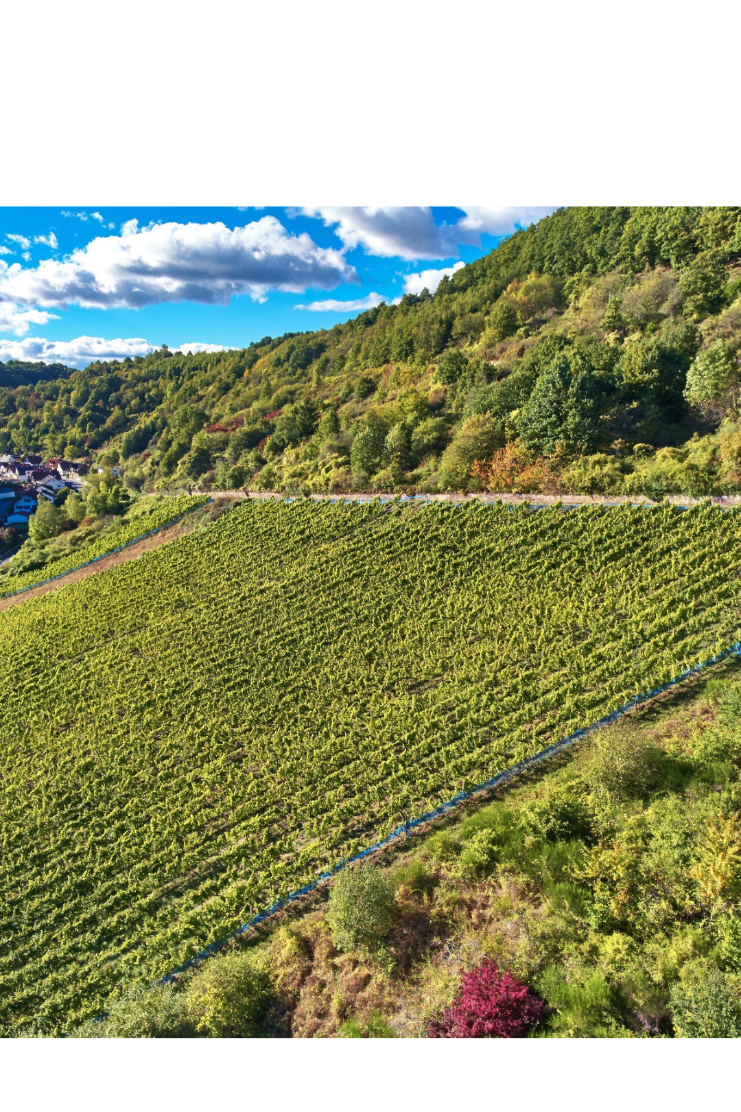 Prinz Salm Dalberger Ritterhölle Riesling Kabinett 2022