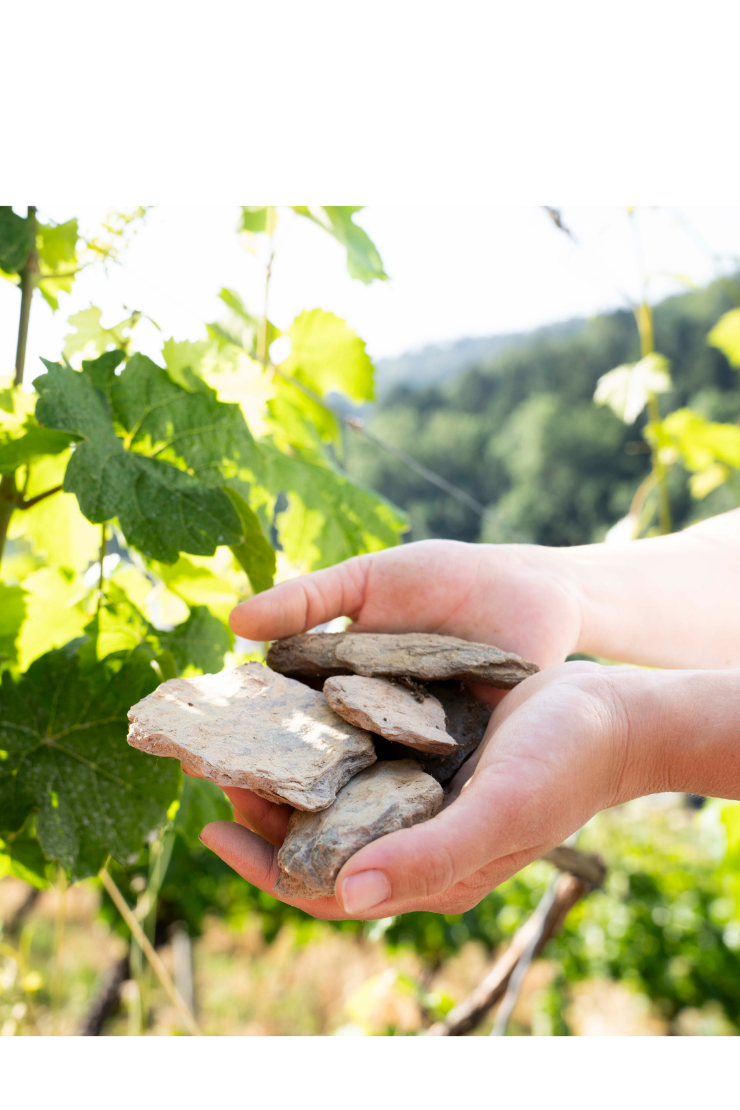 Prinz Salm Grünschiefer Riesling trocken 2025