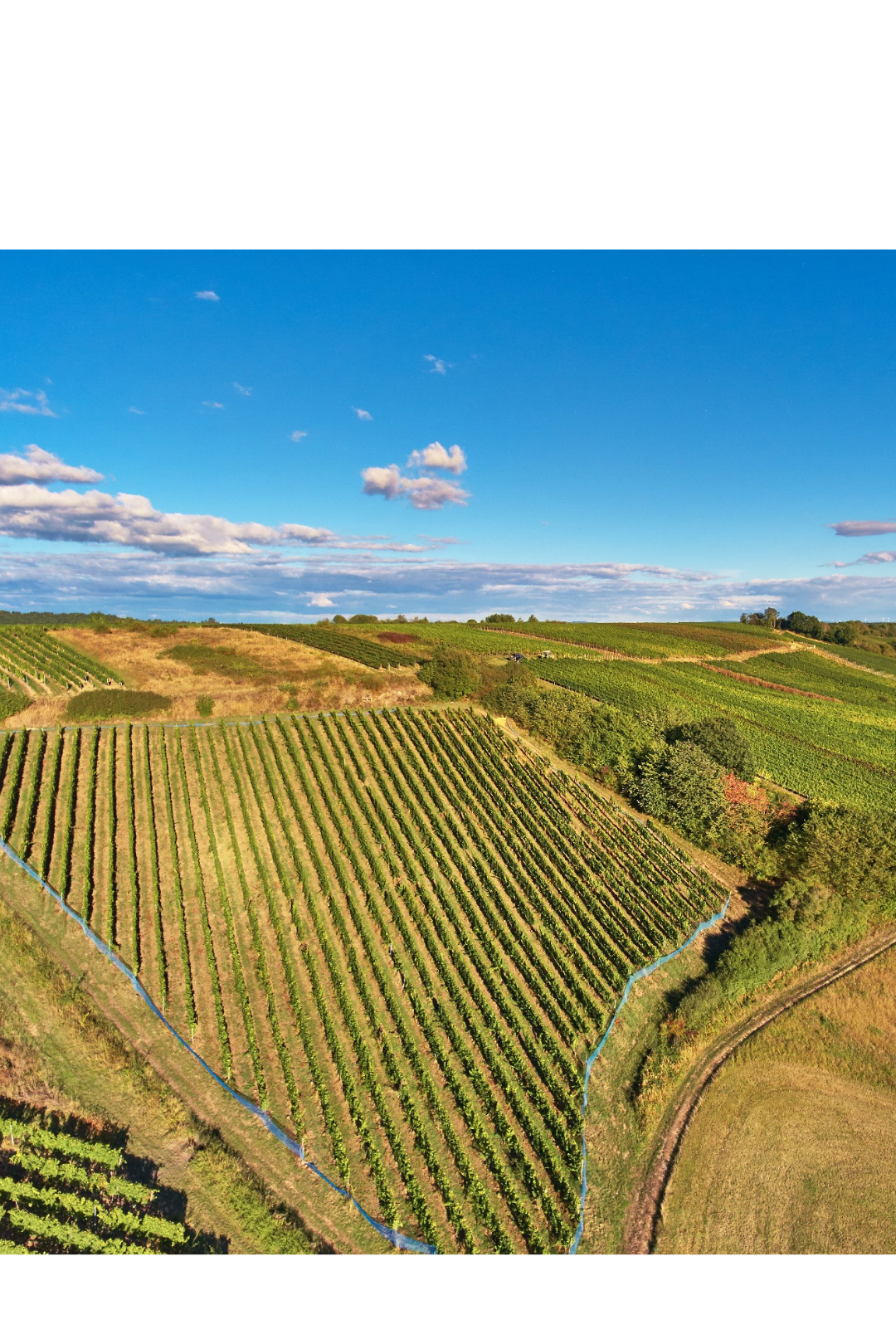 Roxheimer Berg VDP.ERSTE LAGE® Riesling Spätlese 2014