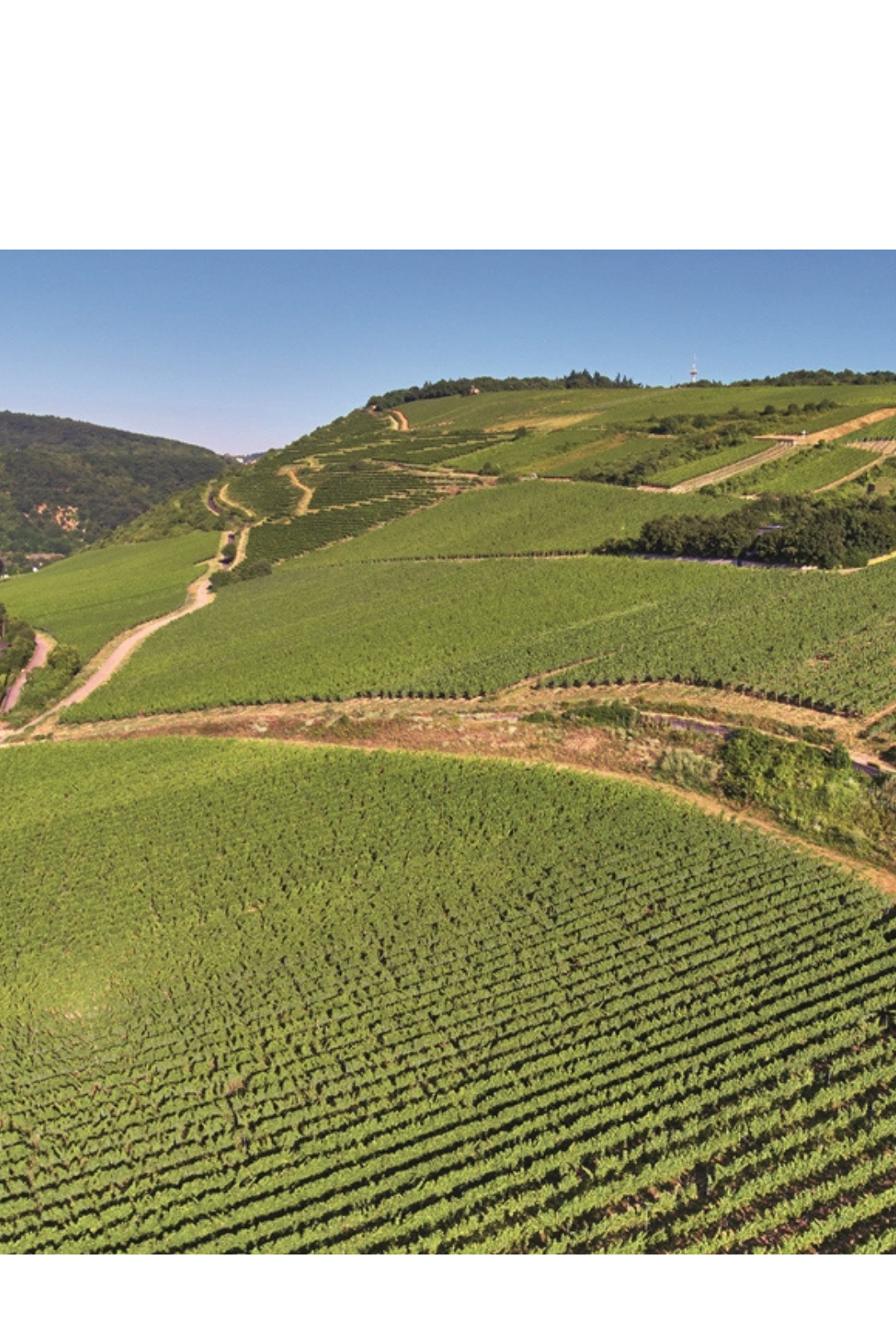 SCHARLACHBERG VDP.GROSSE LAGE® Riesling Auslese 2018