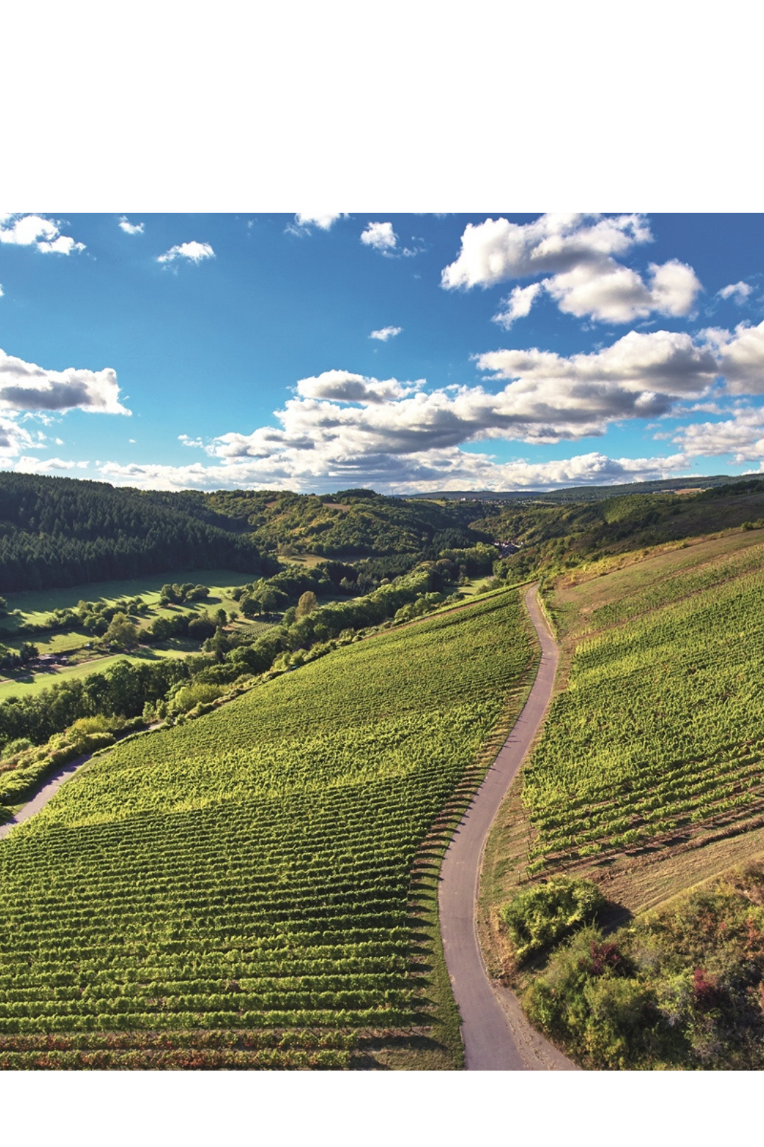 FELSENECK VDP.GROSSE LAGE® Riesling Kabinett 2024