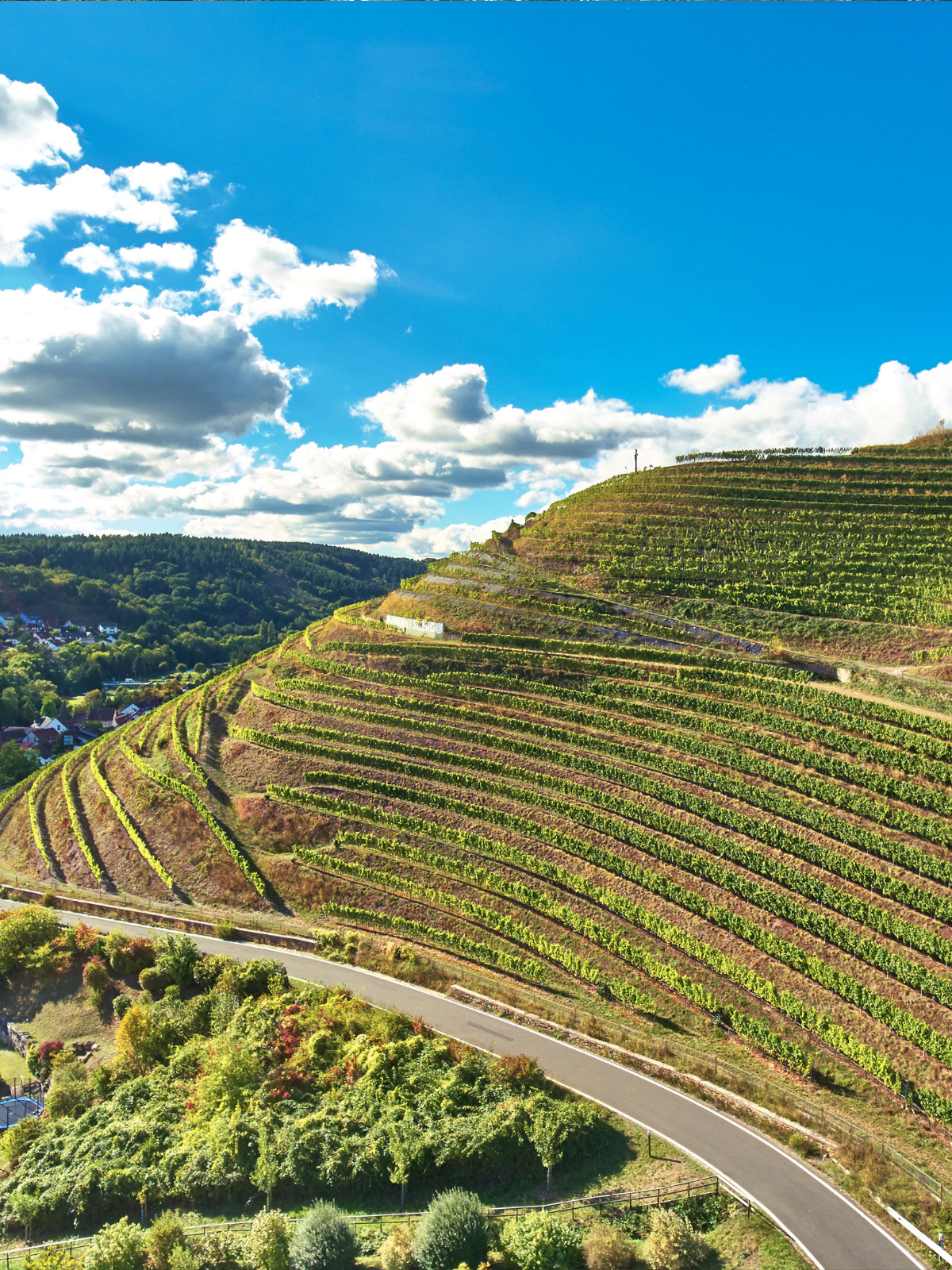 JOHANNISBERG VDP.GROSSES GEWÄCHS® Riesling trocken 2016