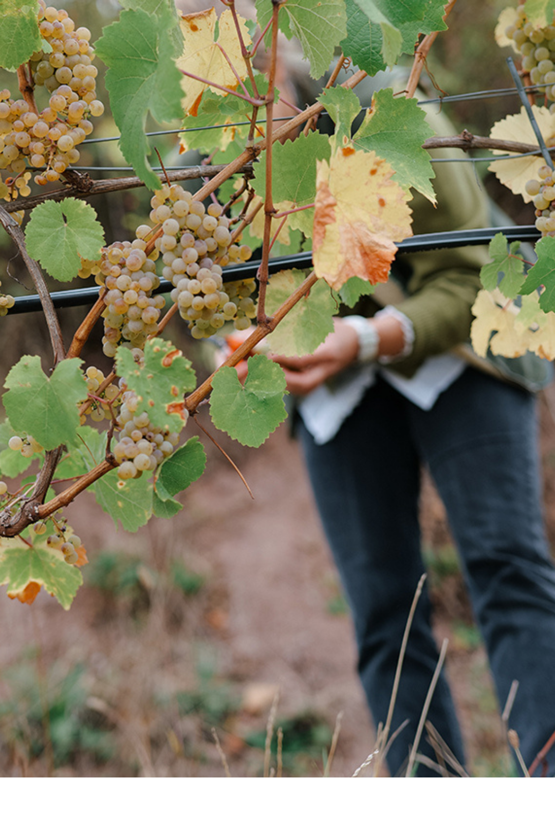 Weinlesetag am 03. Oktober 2025